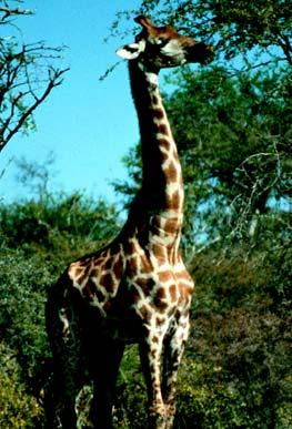 The park is the habitat of about 114 mammal species including lions, cheetahs, leopards, elephants, giraffes, zebras, black-backed jackals, ground squirrels, spotted hyenas, and warthogs.