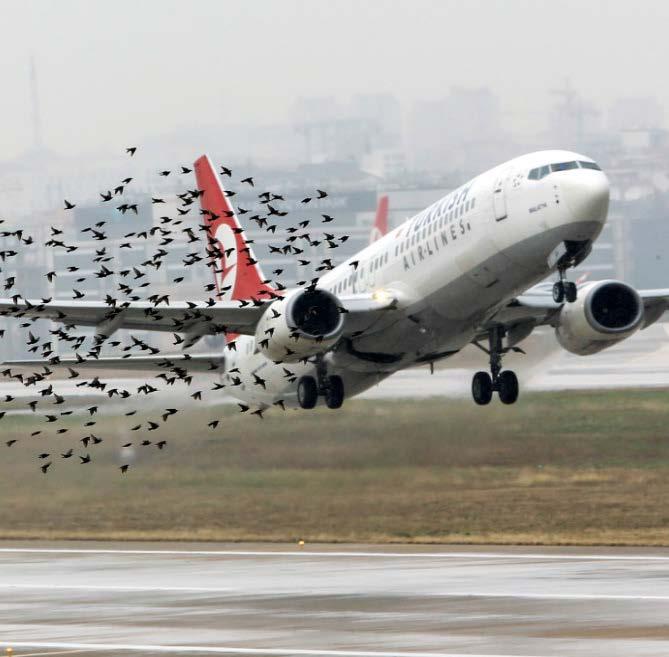 Costly Bird Strike at Love Field April 26, 2016 Virgin America Airlines aircraft reported seeing two-four pigeons flying left to right during takeoff Immediately afterward, the pilot reported a
