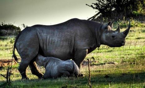 Endangered black rhino are protected within its rim, giant tusked elephants wander the forests, black-maned lions stalk the grasslands, and