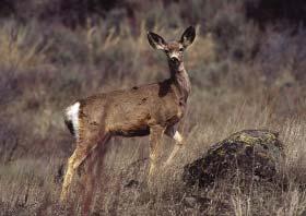 Wildlife Viewing in the Gifford Pinchot Goat Rocks Wilderness Cowlitz Valley Ranger District: (360) 497-1100 A 105,600-acre alpine wonderland, the Goat Rocks are the remnants of a volcano, extinct