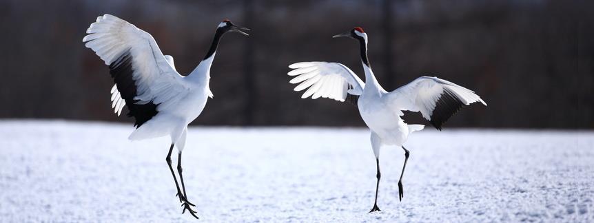 8 Days Eastern Hokkaido: A Winter Paradise Tour with Glamorous Cranes and Powerful Drift Ice - Visit the True Nature of Hokkaido Have you ever visited a paradise?