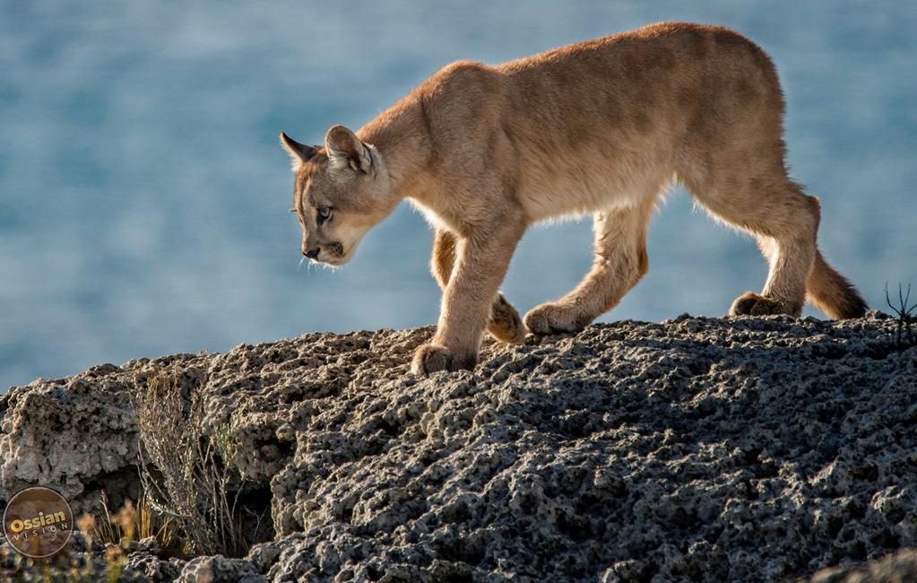 Wildlife abounds here, too: reclusive pumas and soaring condors are just some of the many highlights.