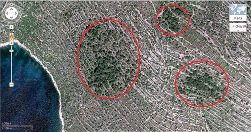 Sporadična pojava stabala alepskog bora treća je kategorija koja obuhvaća prostore u kojima se alepski bor pojavljuje u manjim grupama stabala i pojedinačno, na međusobnoj udaljenosti od nekoliko