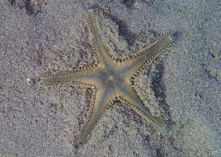 Fotografija: Tomi Trilar Mnogokraka morska zvezda (Coscinasterias tenuispina) ima vedno več kot pet krakov, v povprečju sedem ali osem.