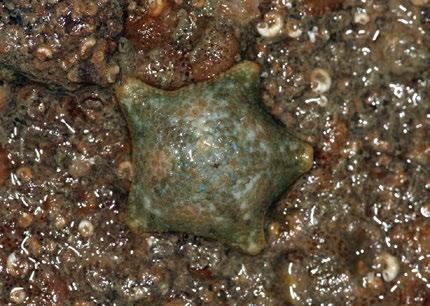 Fotografija: Tomi Trilar Morsko zvezdico (Asterina gibbosa), našo najmanjšo morsko zvezdo, najdemo pod kamni in različnimi predmeti na morskem dnu. Zraste do 4 cm.
