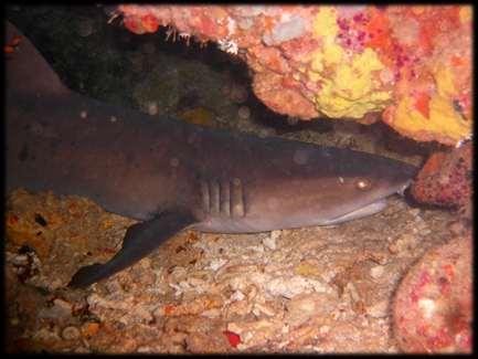 MARINE CREATURE OF THE MONTH CCC s Marine Creature of the Month is the illusive Whitetip Reef Shark (Triaenodon obesus), who was spotted last week by our Project Scientist (Alix Green) and Science