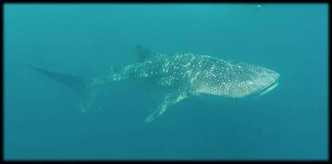 STORY OF THE MONTH Whale Sharks Spotted on House Reef There has been a flurry of excitement this week as whale sharks have been spotted on Napantao House Reef!