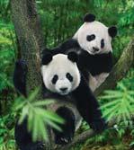 and don t miss out meeting Jia Jia and Kai Kai at the Giant Panda Forest.