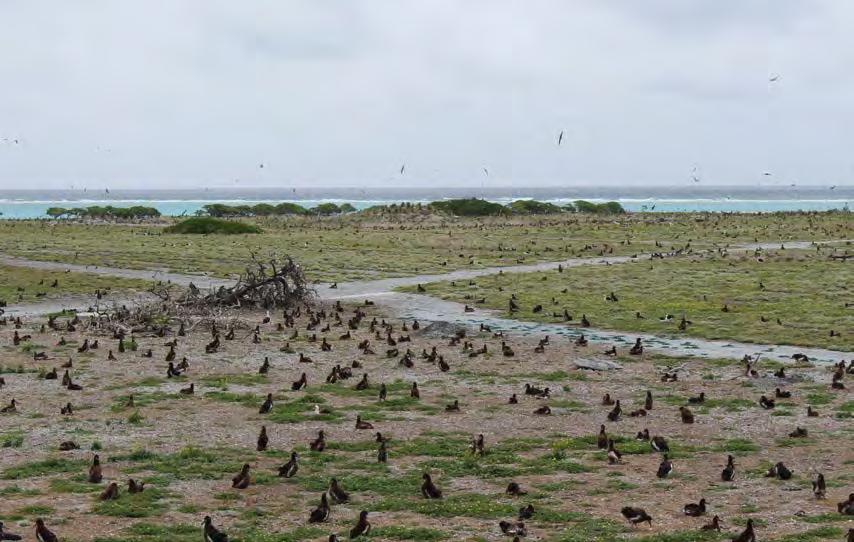 THE ISLANDS NAVAL HISTORY Albatross now