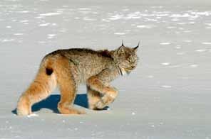 Lynx range throughout forests of the Taiga Shield but are particularly abundant in the MB Ecoregion