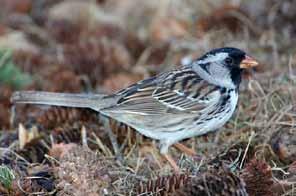 Harris Sparrows are widespread breeders throughout the forest tundra transition and