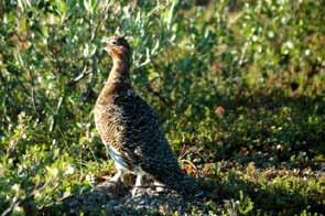 Willow Ptarmigan breed in the tundra portions of the Taiga Shield HS Ecoregion.