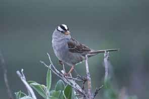 White-crowned Sparrows are common breeders in the Taiga Shield LS Ecoregion.