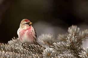 Common Redpolls are year-round residents in many parts of the Taiga Shield HB Ecoregion.