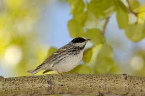 Black-and-white Warblers are found in mixed deciduous and coniferous, closed-canopy forest with a sparse shrub understory.