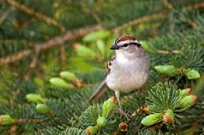 Chipping Sparrows are one of the smallest sparrows and are widely distributed in North America.