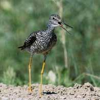 Grambo Lesser Yellowlegs are widely distributed throughout boreal and taiga forests of the Northwest Territories.