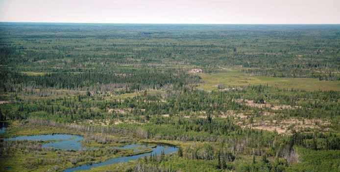 Figure 13. The bright green hues of young jack pine stands are a dominant feature of the Taiga Shield HB Ecoregion.