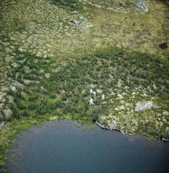 Nonsorted circles with shrubby margins (small netlike features in the foreground) are indicative of permafrost