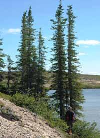 Aspect and slope are important determinants of tree growth in the High Subarctic.