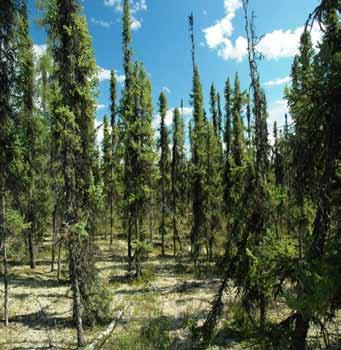 The tallest black spruce trees at this survey plot in the southern part of the Ecoregion are well over