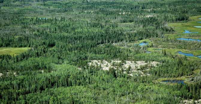 3.4.7 TAIGA SHIELD MID-BOREAL (MB) ECOREGION Moist to wet, fine-textured and fertile lacustrine and alluvial soils surround granitic bedrock knobs in the Taiga Shield Mid- Boreal (MB) Ecoregion.