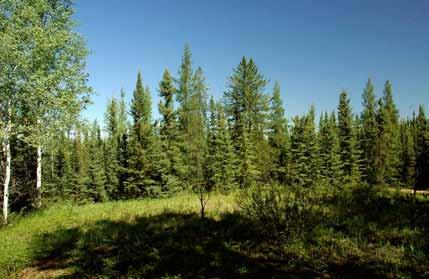 The dry exposed rock knobs (whitish patches in the foreground and background) have scattered jack pine and black spruce, and are usually lichen covered.