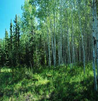 The southwest corner of the Ecoregion is more rugged terrain, with a mix of deciduous, mixed-wood and white spruce