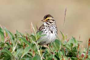 Ground-nesting Savannah Sparrows are summer breeding residents of the Taiga Shield.