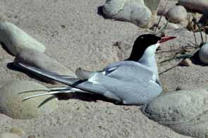 them to thrive. Photo: D. Downing. Arctic Terns breed throughout the Taiga Shield.