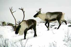 Transient tundra wolves depend largely on migratory barren-ground caribou.