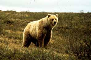Barren-ground grizzly bears are widely distributed throughout tundra habitats of the Southern Arctic; the