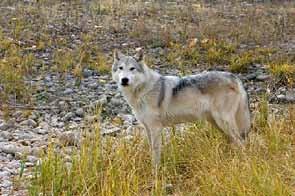 Hall. Tundra wolves depend largely on migratory barrenground caribou, and occur throughout much of the