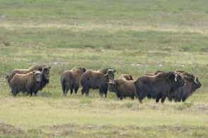 Grambo. Muskoxen are widespread in the Taiga Shield HS Ecoregion, east and southeast of Great Slave Lake.