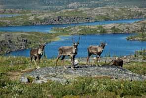 Several major herds of barren-ground caribou regularly migrate through the Taiga Shield HS Ecoregion during