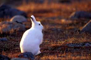Arctic hares are restricted to open tundra habitats of the Taiga Shield HS Ecoregion.