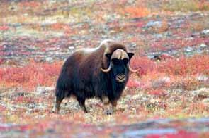 Muskoxen have only recently expanded their range southward into the Taiga Shield LS Ecoregion and small numbers are now