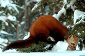 Gau. Red or coloured foxes are common and widespread inhabitants of the Taiga Shield LS Ecoregion.