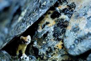 Marten are widely distributed throughout the Taiga Shield.