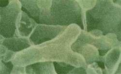 crevne flore čine fakultativni anaerobi poput Lactobacillus, Escherichia coli, Klebsiella, Streptococcus, Staphylococcus i Bacillus.