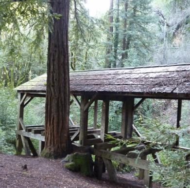 This microclimate is ideal for the Coastal Redwood forests, which to this day cover much of the town and surrounding areas.