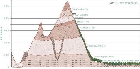 Chapter 12 Other Tropical Ecosystems: From the Mountains to the Rivers to the Sea FIGURE 12-1 Vegetation belts in the Cordillera Oriental (Colombia) shown schematically.