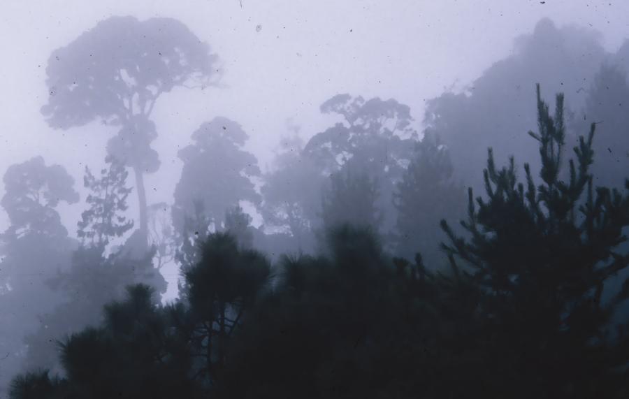 PLATE 12-2 This cloud forest in Venezuela contains numerous