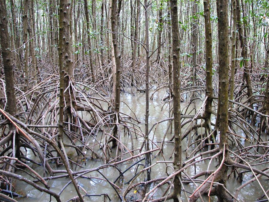PLATE 12-49 The interior of a mangrove swamp is dense with