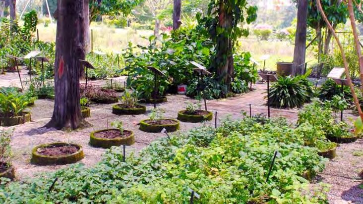Perak Herbal Garden Simpang Sindhu, 31300 Kampung