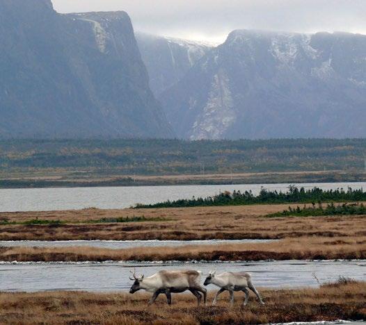 STATE OF CANADA S PARKS REPORT Gros Morne National Park - Michael Burzynski Gros Morne national park, Newfoundland Gros Morne National Park threatened by oil drilling and fracking Newfoundland s