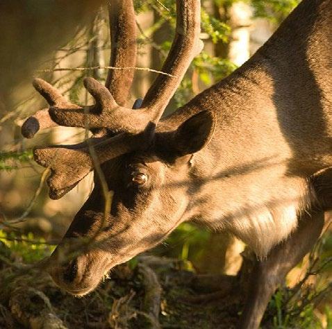 The caribou captive breeding program would provide animals to reintroduce into the park and augment steeply declining caribou herds in other national parks in the Rockies.