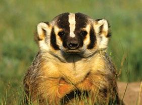 Beacons of hope for parks American Badger - Tom Tietz CPAWS has worked for more than four decades to protect the Nahanni watershed, first to establish the original Nahanni National Park Reserve in