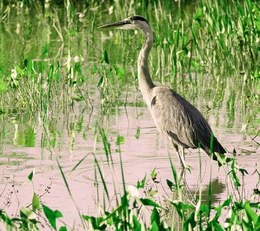 STATE OF CANADA S PARKS REPORT Manitoba Great Blue Heron Provincial Park, Saskatchewan Ron Thiessen New provincial park in Saskatchewan hopeful sign of more to COme For the first time in almost 20