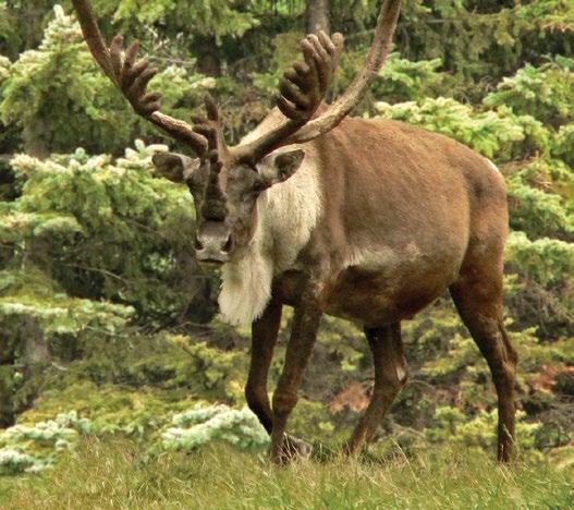 the good news for parks CPAWS MB Jasper plan important first step TO recovering Rocky Mountain park caribou In April, Parks Canada announced a plan to delay opening dates for backcountry skiing in a